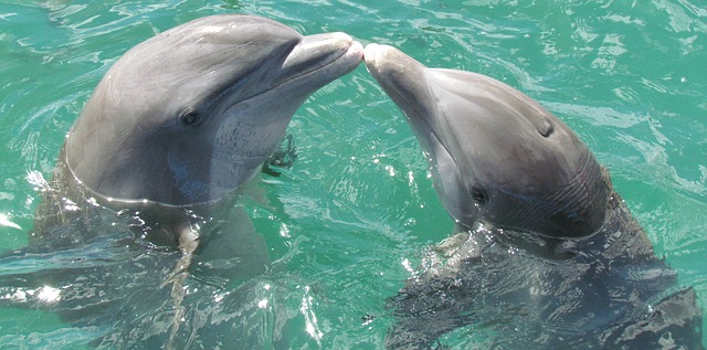Dolphins Kissing