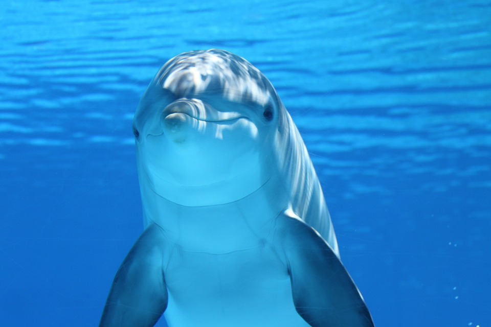 Dolphins Smiling