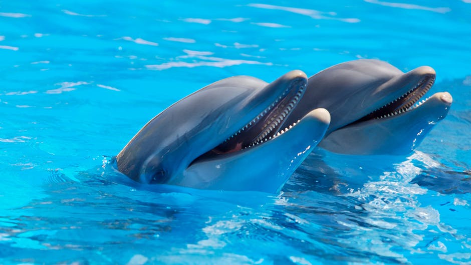 Two Dolphins Smiling